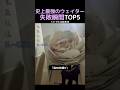 史上最強のウェイター失敗瞬間TOP5