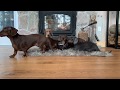 Yule Log with Dachshunds