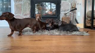 Yule Log with Dachshunds