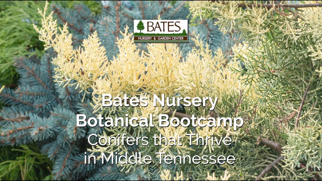 Evergreen Conifers that Thrive in Middle Tennessee   Bates Nursery ...