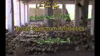 Broiler Farming Pakistan sialkot Part  1Dr Ashraf Sahibzada   YouTube