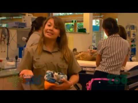 Bindi Irwin - Australia Zoo's Emergancy Wildlife Hospital Tour - YouTube