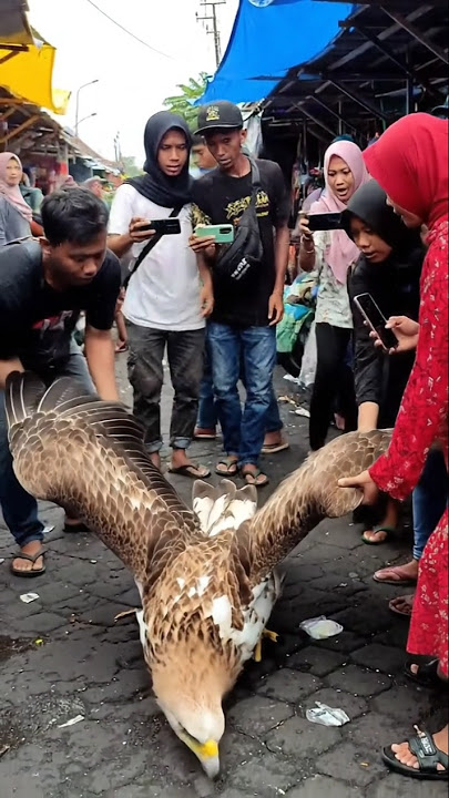Geger Penemuan Burung Elang di Pemukiman warga #shorts