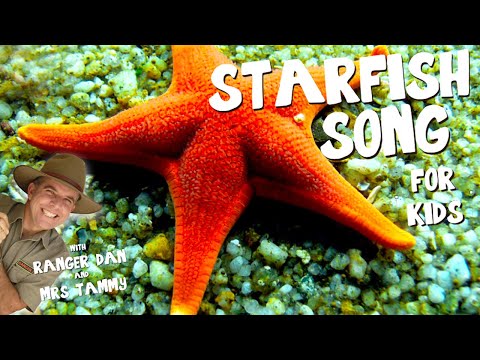 STARFISH SONG FOR KIDS | Under the Sea Songs | Animal Songs | Kids Songs | Creation Connection