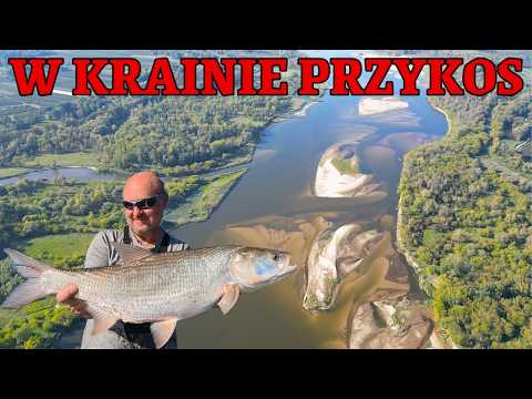 FISHING IN THE MIDDLE OF THE VISTULA: Asp from the sandbars / ep. 270