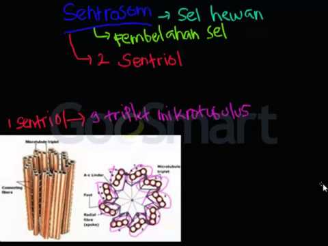 Video: Kapan sentrosom muncul?