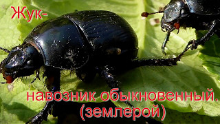Жук-навозник. Интересные факты. Жук-навозник. Интересные факты.