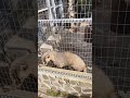 Угадаете животное?