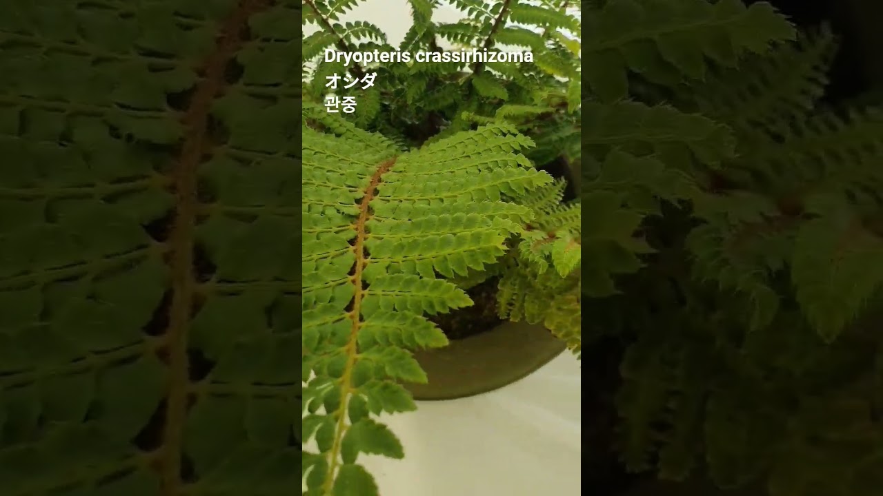Dryopteris crassirhizoma Nakai 꽃말:"끼리끼리"💕關仲/雄羊歯/Thick-Stemmed Wood Fern/