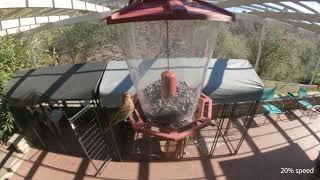 finch or sparrow, I believe by Corey G 5 views 3 years ago 4 minutes, 52 seconds