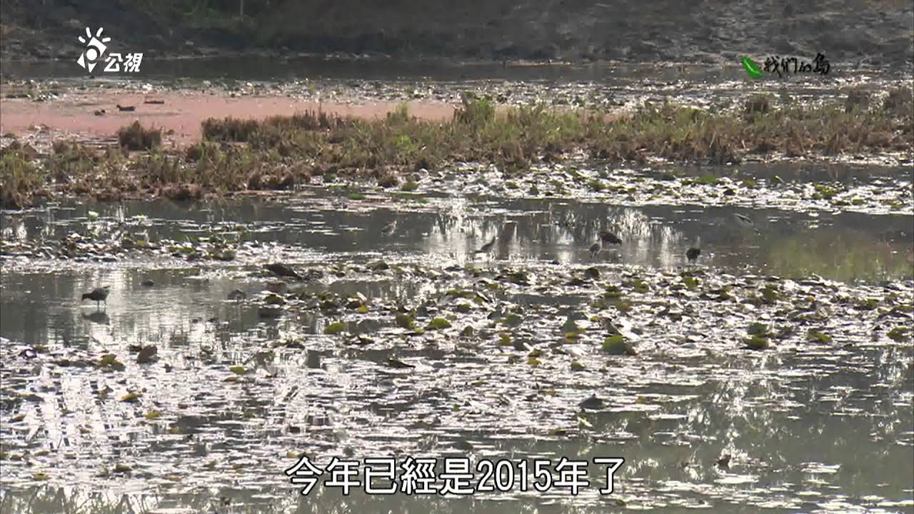【交通開發】高速的代價｜高鐵鳥擊事件 (我們的島 第794集 2015-02-02)