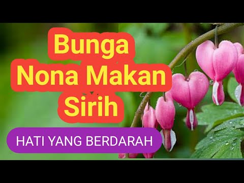 Video: Bisakah Menumbuhkan Bleeding Heart Dari Biji - Cara Menumbuhkan Bleeding Heart Dari Biji