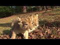 ライオンの赤ちゃんのよちよちウォーク