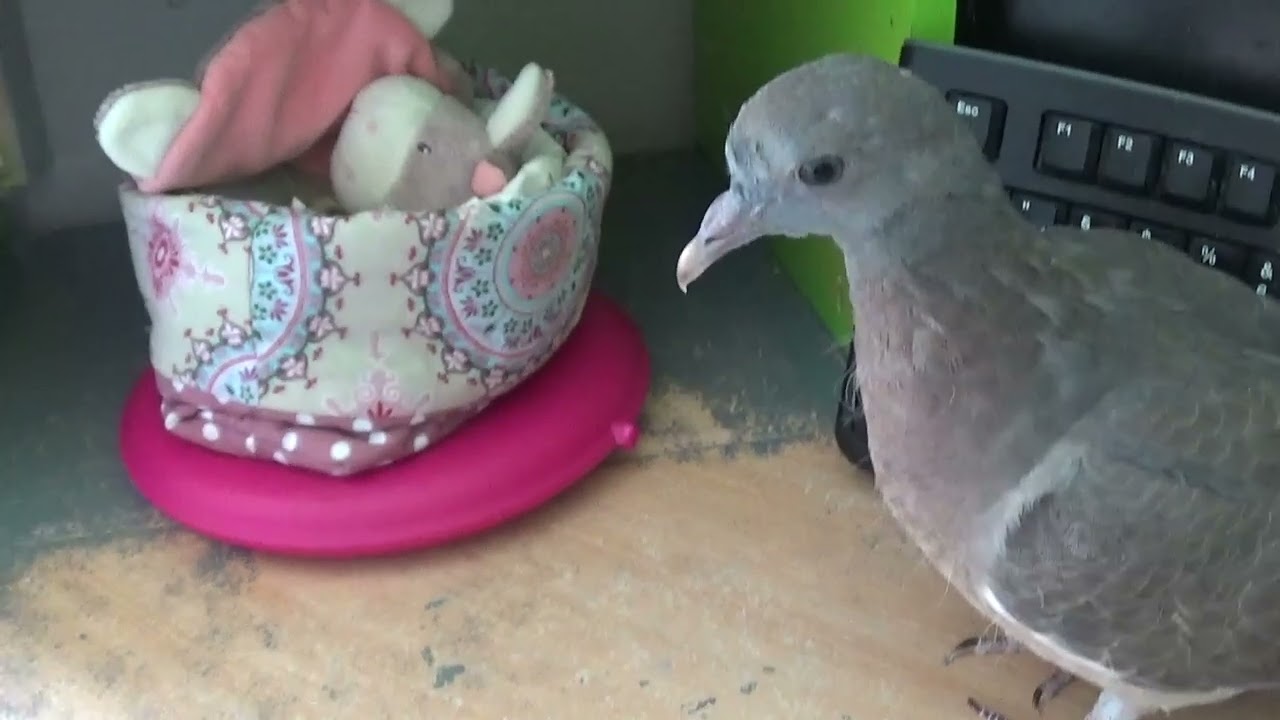 Guck mal NelaDan  ...   sowas wie du   😉