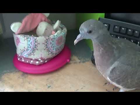 Guck mal NelaDan ... sowas wie du 😉