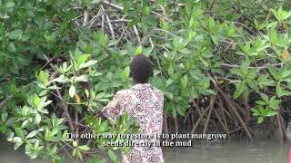RICE and MANGROVE: Mangrove restoration in Guinea-Bissau screenshot 4