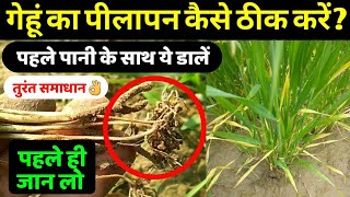 गेहूं में पीलापन क्यों आता है | कैसे ठीक करें | पहली सिंचाई के साथ डालें ये चीज | पक्का इलाज