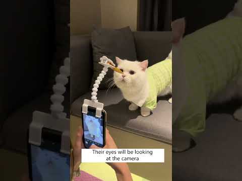 वीडियो: बिल्ली को कैसे वश में करें (चित्रों के साथ)