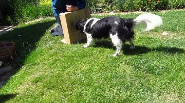 Scentwork:  Teaching a nose target indication