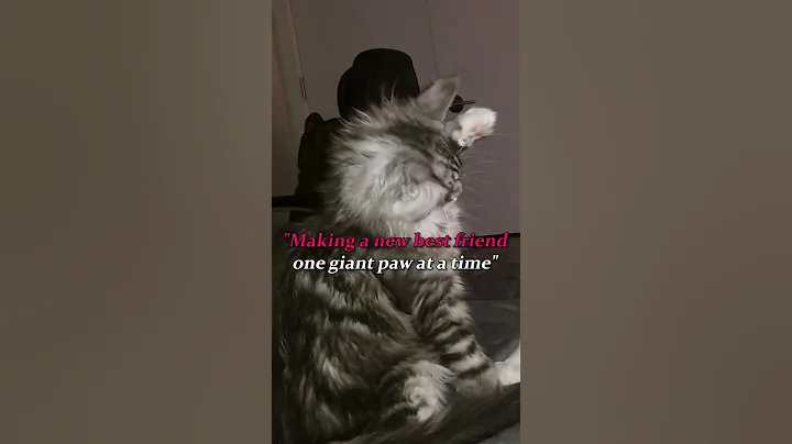 Watch the video about Olaf & Rocky Maine Coon Kitten Reunion—Too Cute!