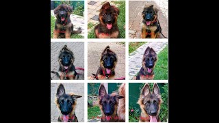 German Shepherd puppy ears standing up stages