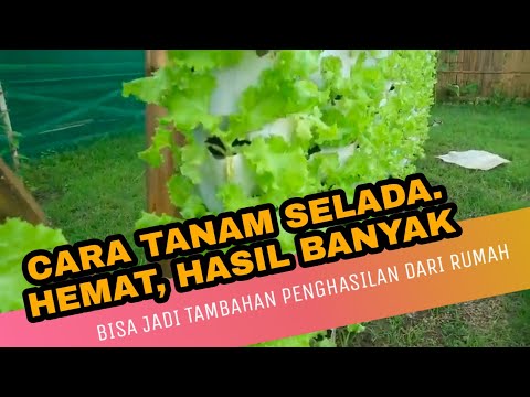 Video: Tumbuhan Selada Dalaman - Cara Menanam Selada Di Rumah