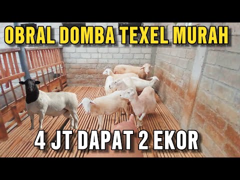 REVIEW HARGA DOMBA TEXEL SUPER MURAH 4 JT DAPAT 2 EKOR