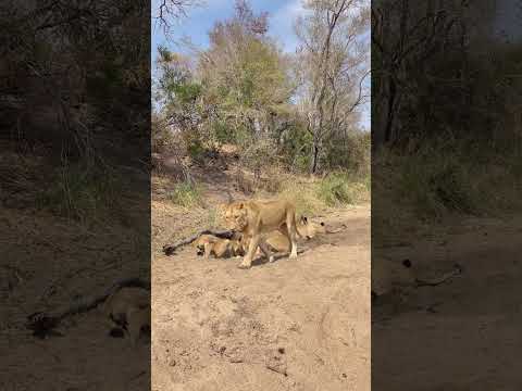 Kambula Quenching Their Thirst In Matshaphiri River