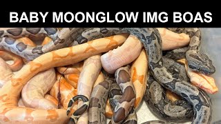 Just Born- A Very Colorful IMG Moonglow Litter! Just Born- A Very Colorful IMG Moonglow Litter!