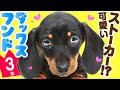 ❤️人気3位【ダックスフンドってどんな犬？】子犬の価格や性格、種類、寿命、飼いやすさは？ カワイイ動画でチェック！