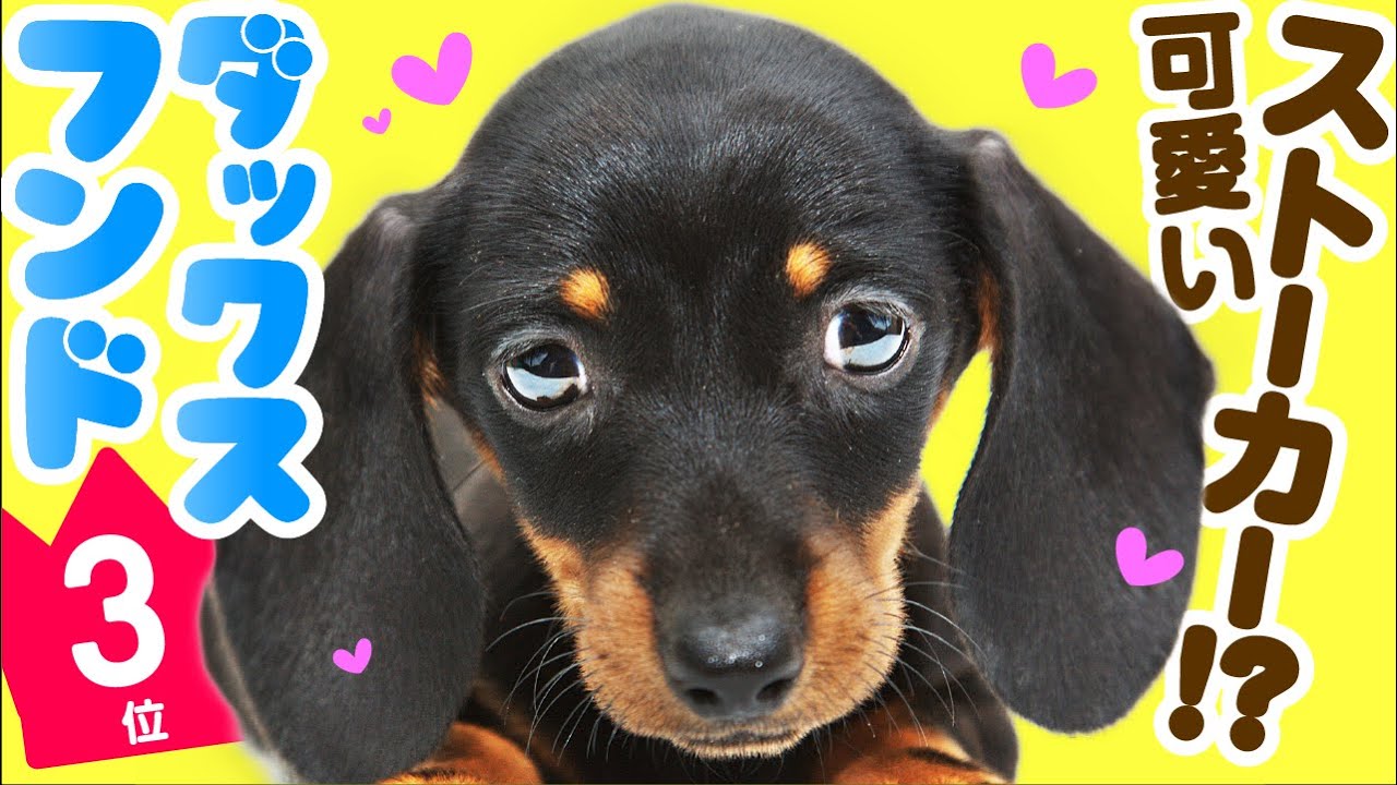 3rd Place Dachshund Top100 Cute Dog Breed Video Youtube