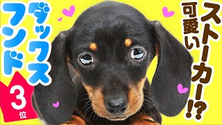 3rd place Dachshund  TOP100 Cute dog breed video