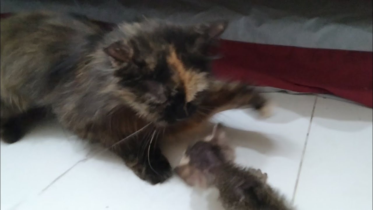 Feral Mother Cat Attacking On Rescue Orphan Kitten Who Wanted To Drink Milk And  Mother's Love