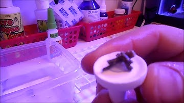 Accidental Fragging (From Water Change)