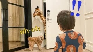 Baby and Dog’s Hilarious Response Seeing Giraffe for the First Time! by Olive Joa 2,483 views 2 weeks ago 7 minutes, 46 seconds