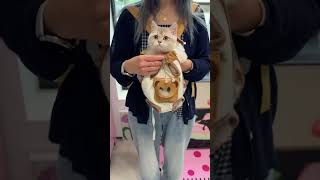 This Cat Has the Ultimate Outdoor Routine 😂🐱 #catlife #petproducts #pettips #pettravel