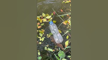 How to Catch Fish With a Water Bottle!