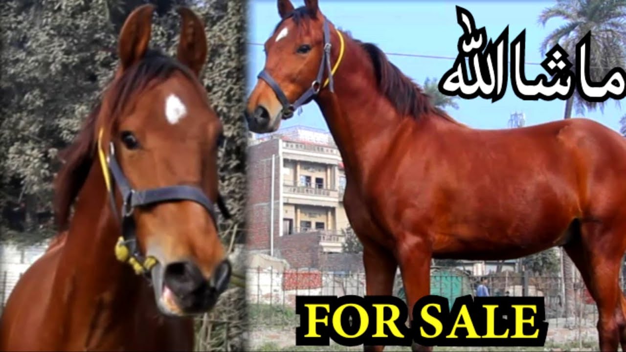 Pakistani Horses // for sale // lahore // butifull horse for sale YouTube