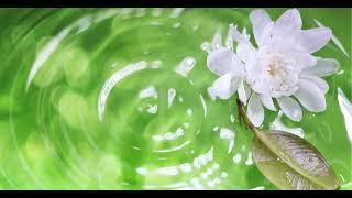 Surah Al Imran Muhammad Al-Sabil سورة آل عمران محمد السبيل#اكسبلور #ترند #لايك #كلمه #duet #تيك_توك