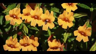The Quest For The Sticky Monkey Flower - Nick Swet & The CNPC Gang