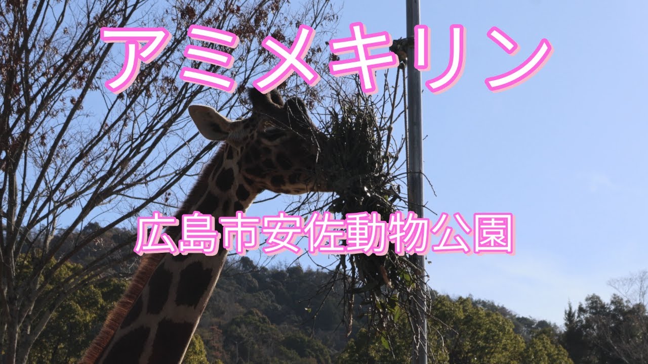 アミメキリン/広島市安佐動物公園/Reticulated giraffe/Hiroshima City Asa Zoo