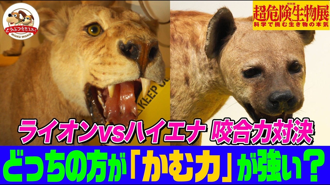【国立科学博物館】ライオンvsハイエナ！咬む力「咬合力」が強いのはどっち？最強咬合力を持つ肉食獣イイズナとは？ 特別展「超危険生物展」の見所を総合監修が完全解説【どうぶつ奇想天外／WAKUWAKU】
