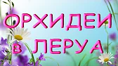 Орхидеи,узамба́рские фиалки,Самара🌺