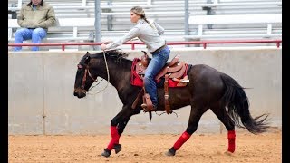 “Mustang Makeover” - getting Aurora ready for the show pen