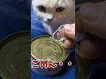 ネッコの動画で笑ったら寝ろwww #2ch #2ch動物スレ #2ch面白いスレ #動物 #犬 #猫 #癒やし #ねこ #2chほのぼの #ネコ