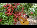 Harvesting Lychee In Homeland - Making Sweet and Lychee Jam - Chettra Cooking