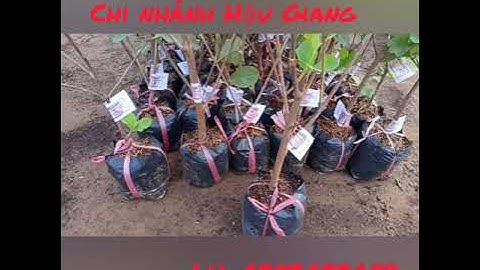 ỔI NỮ HOÀNG🍐Ngon không cưỡng nổi♥️ THẾ GIỚI CÂY GIỐNG HẬU GIANG.