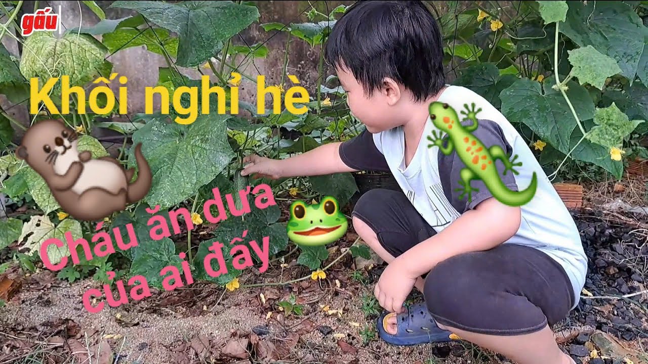Gấu ăn trái dưa leo tự tay trồng tay hái siêu ngon  🥒 🥒 🥒 🥒 🥒