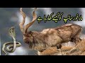 Markhor in pakistan full documentary  shamshaal tv