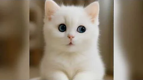 Video 9881421: kitten catlover funny, kitten talking, cute cat amazing, kitten show, baby kitten